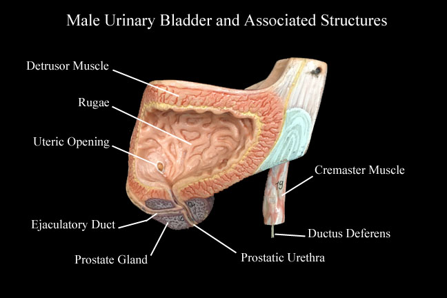 a picture of a model of the male urinary bladder and associated structures